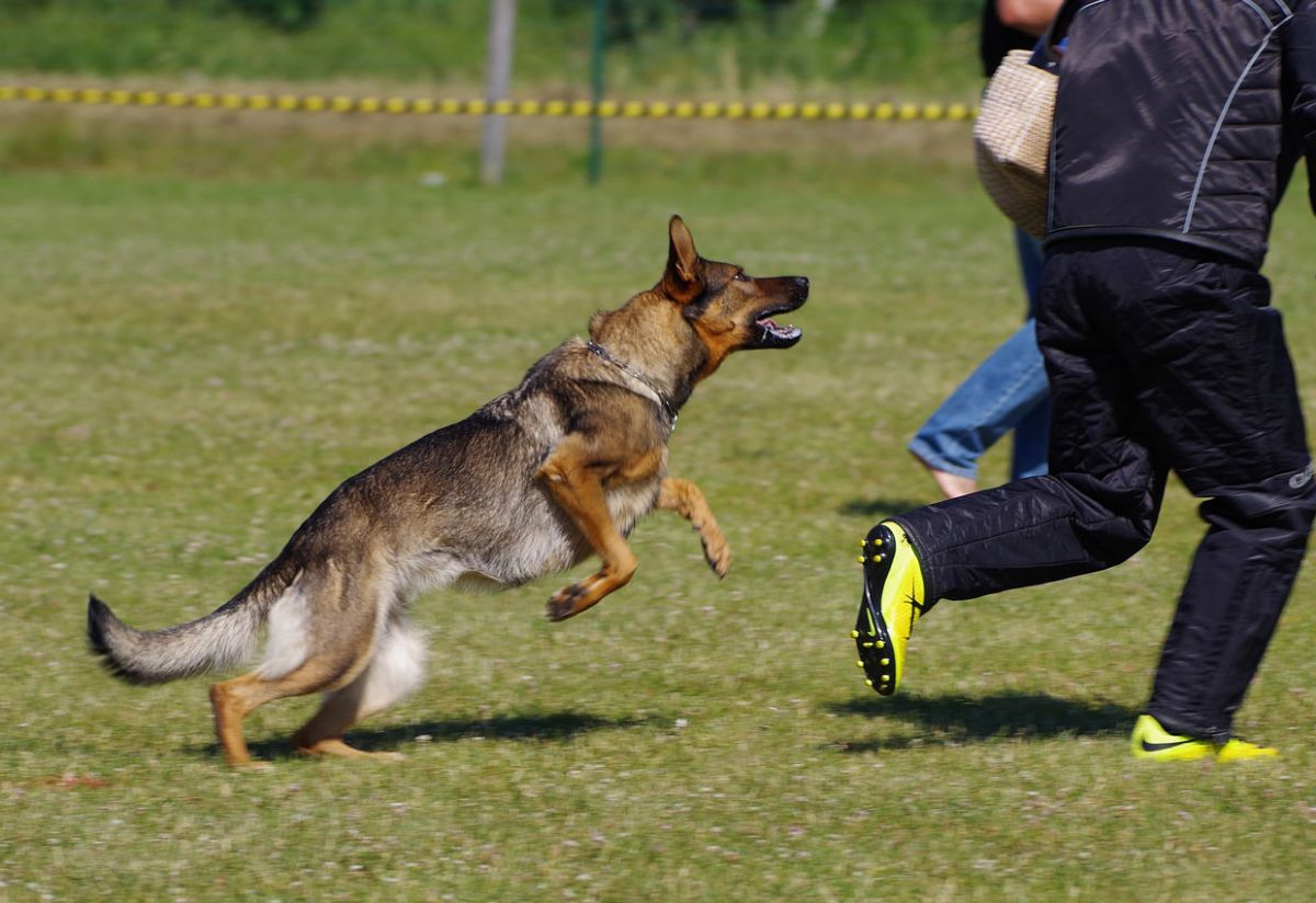 Abogado especialista en ataques de perros