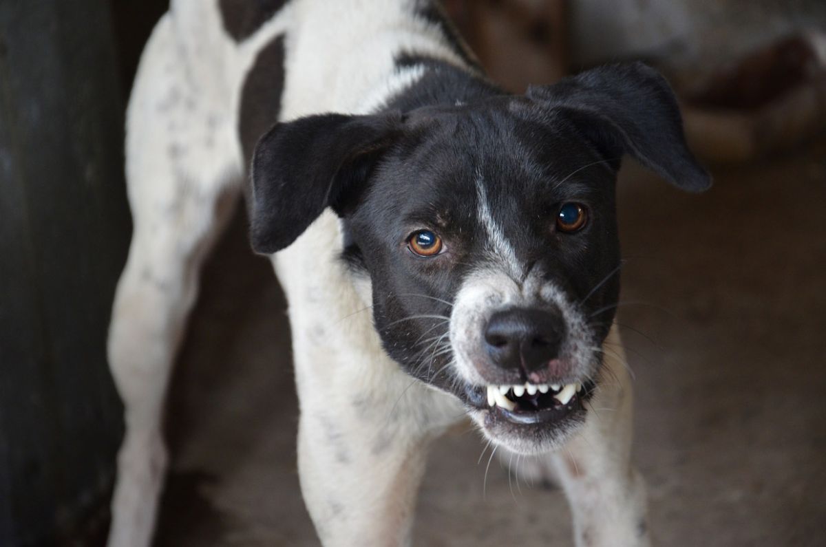 Abogados especialistas en ataques de perros